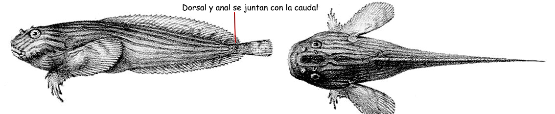 Liparis liparis_001.jpg